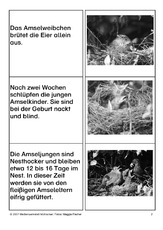 Aufzucht-der-Jungen-SW-2.pdf